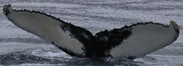 Fluke of Brina (Husavik)