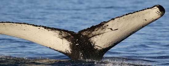 Fluke of Ipsilon (Husavik)