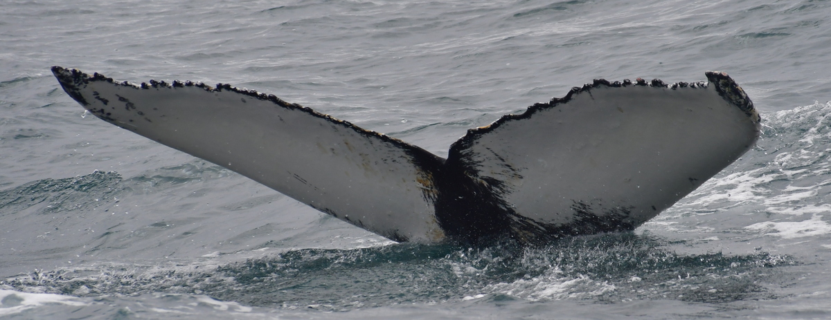 Fluke of Hermione (Husavik)