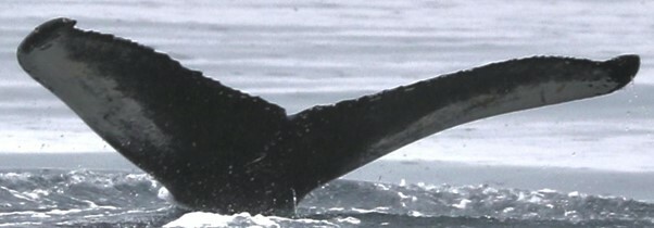 Fluke of Tortellino (Husavik)