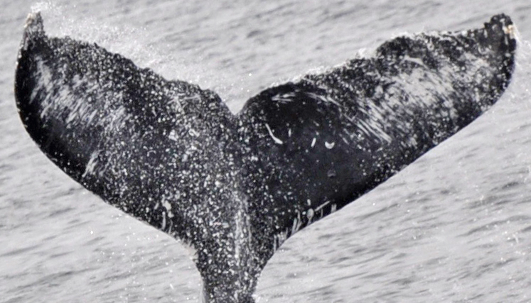 Fluke of Chinook (Salish Sea)