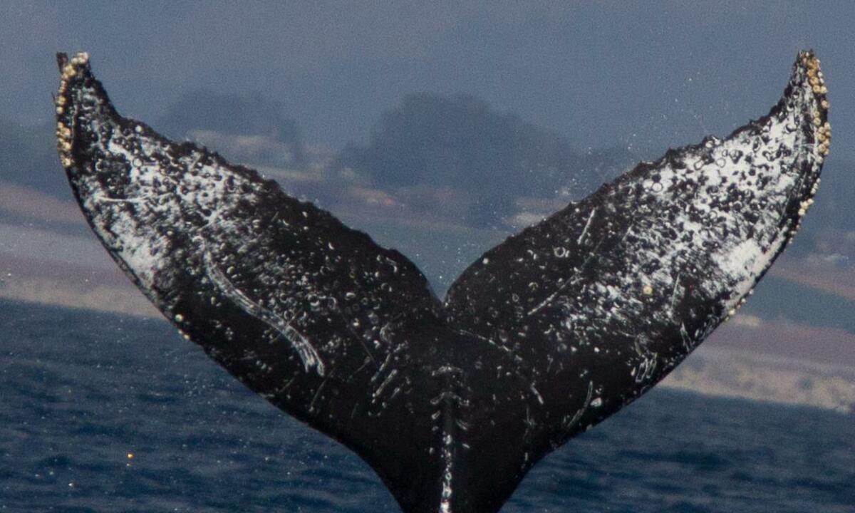 Fluke of Swoosh (California)
