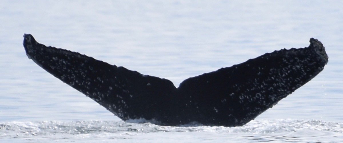 Fluke of Pepper (Salish Sea)