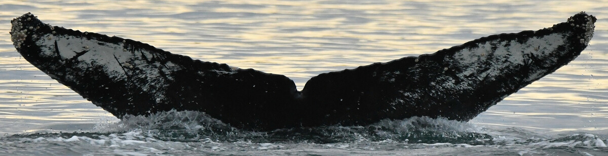 Fluke of Cassiopeia (Salish Sea)