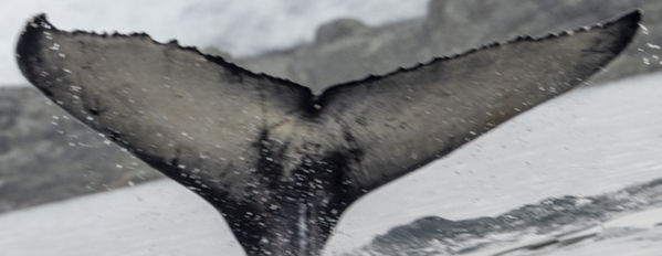 Fluke of Dart (2023 calf of ESPHW-BGT#0482)