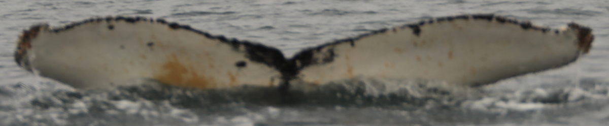Fluke of HW-MN1305220
