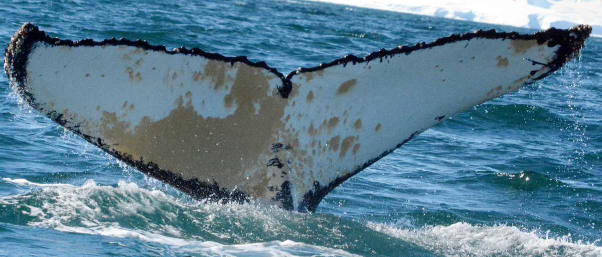 Fluke of BTBEL-Mn23_002F_PAL
