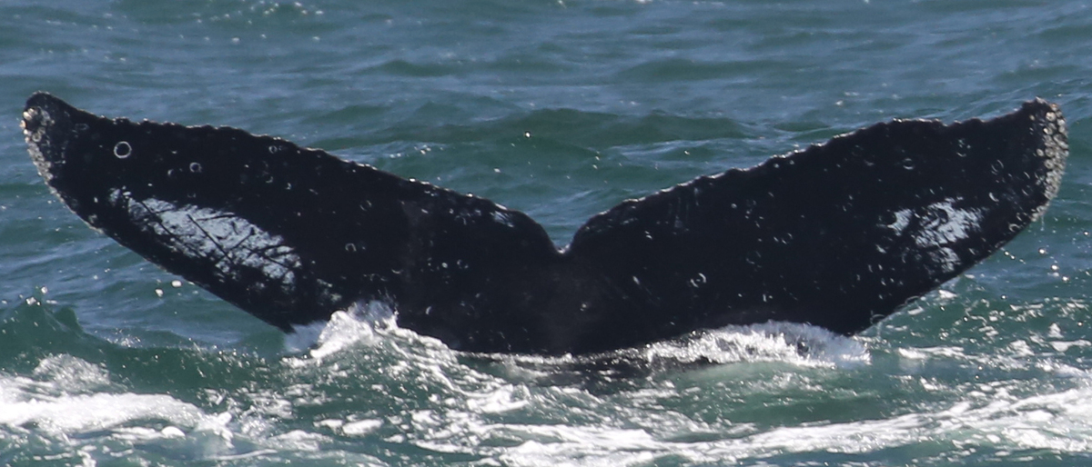 Fluke of CRC-12475
