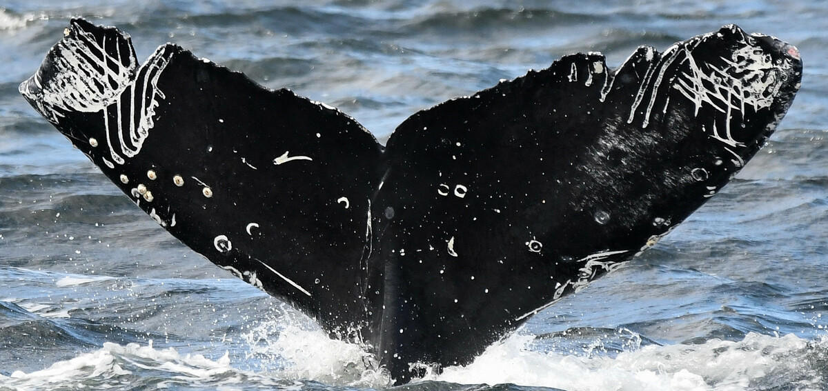 Fluke of Valiant (Salish Sea)