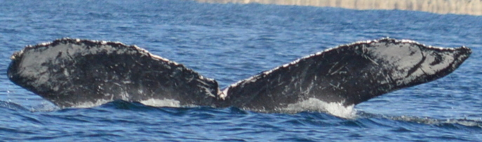 Fluke of CRC-11736