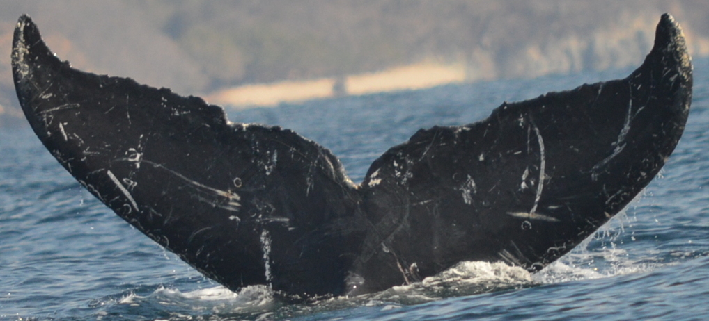 Fluke of CRC-12370