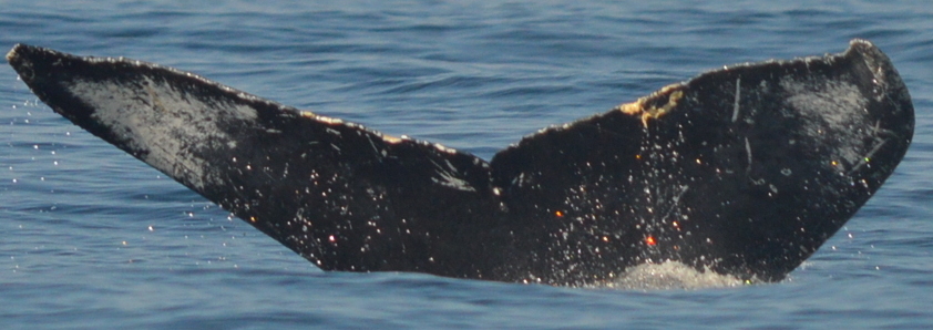 Fluke of CRC-10787