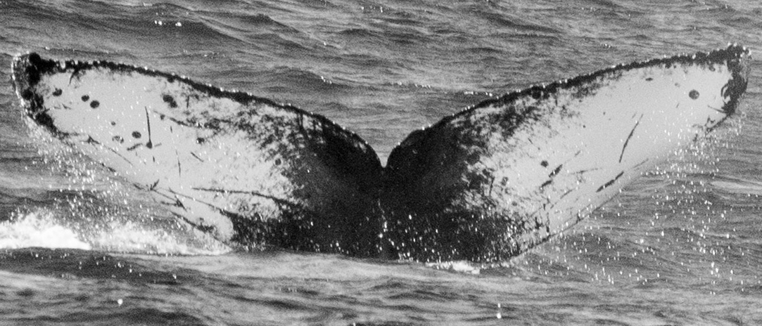 Fluke of CRC-17324