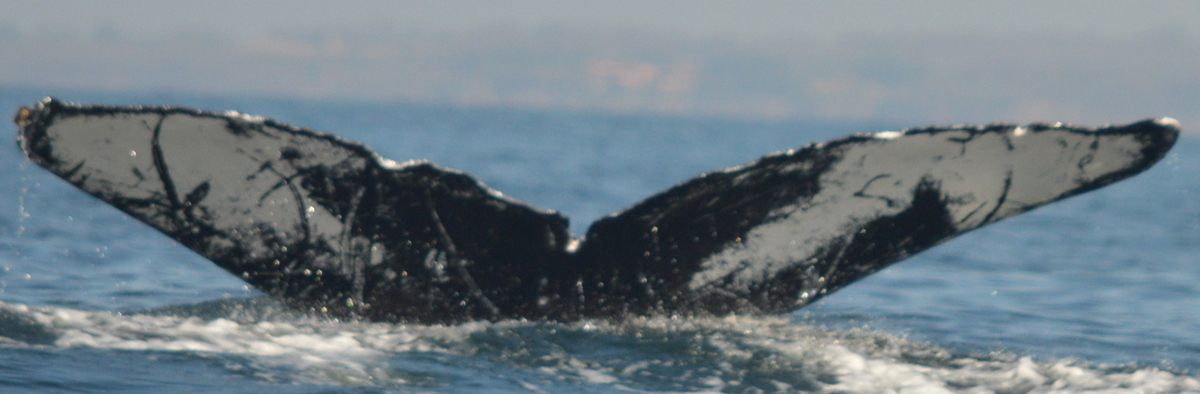 Fluke of CRC-16272