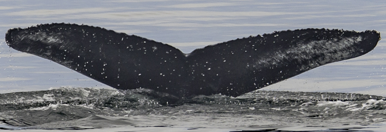 Fluke of Saga aka Goblin (Salish Sea)