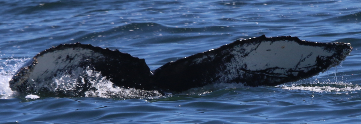 Fluke of CRC-16471