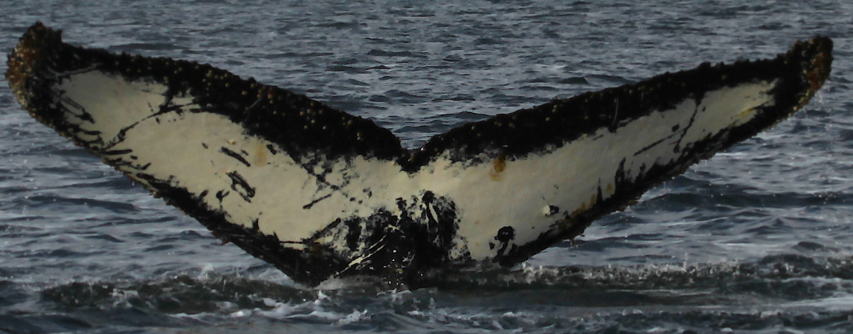 Fluke of NASC-Mn23_360C_VER