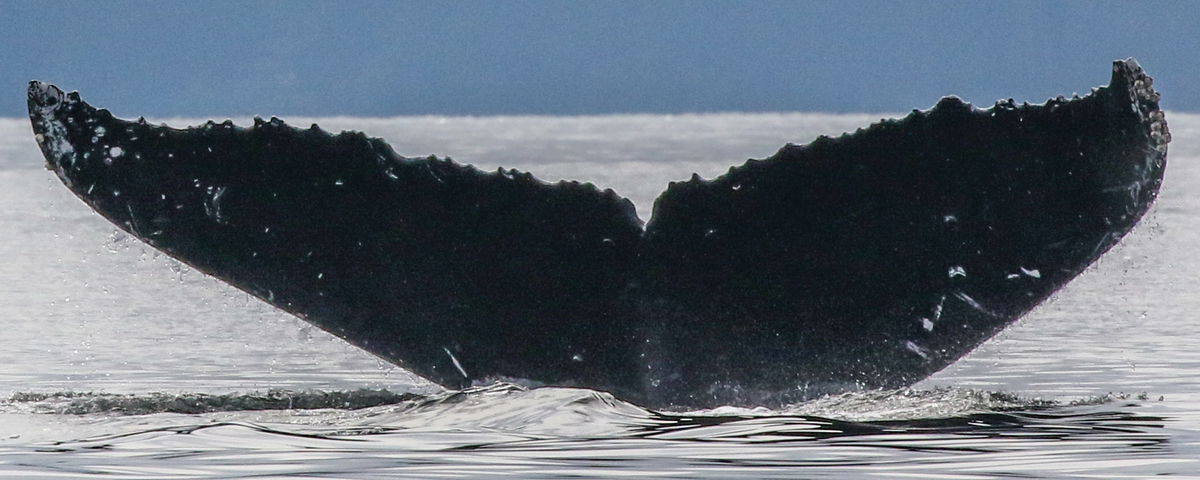 Fluke of Tempest (Salish Sea)