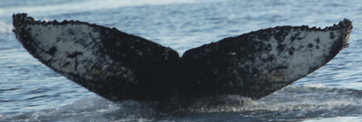 Fluke of NASC-Mn23_361E_VER