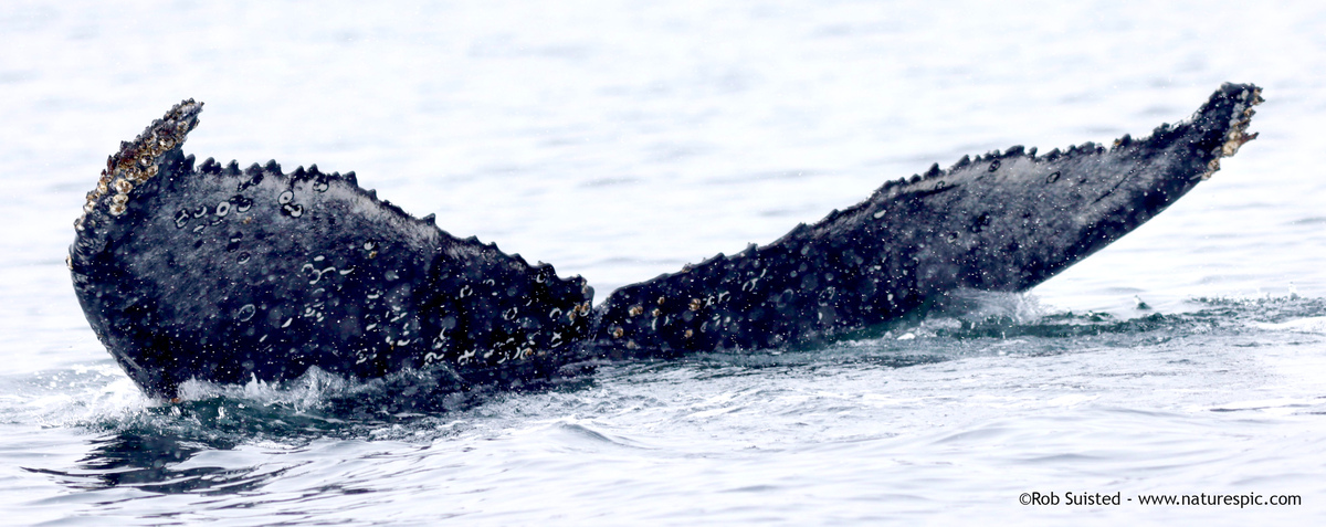 Fluke of HW-MN1305226