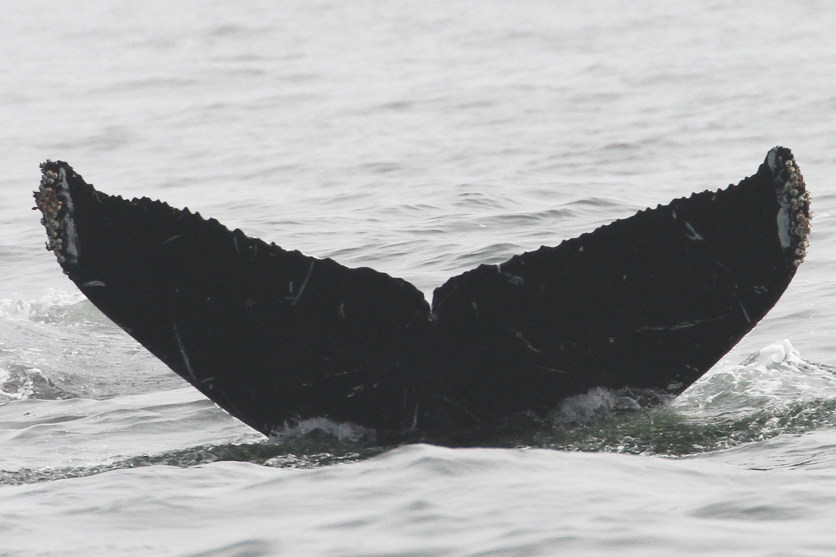 Fluke of CRC-16470