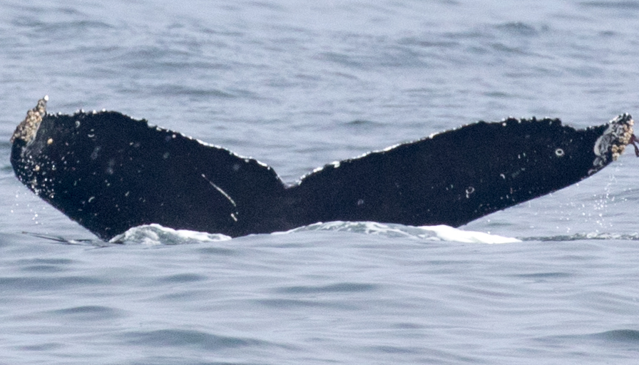 Fluke of CRC-16559