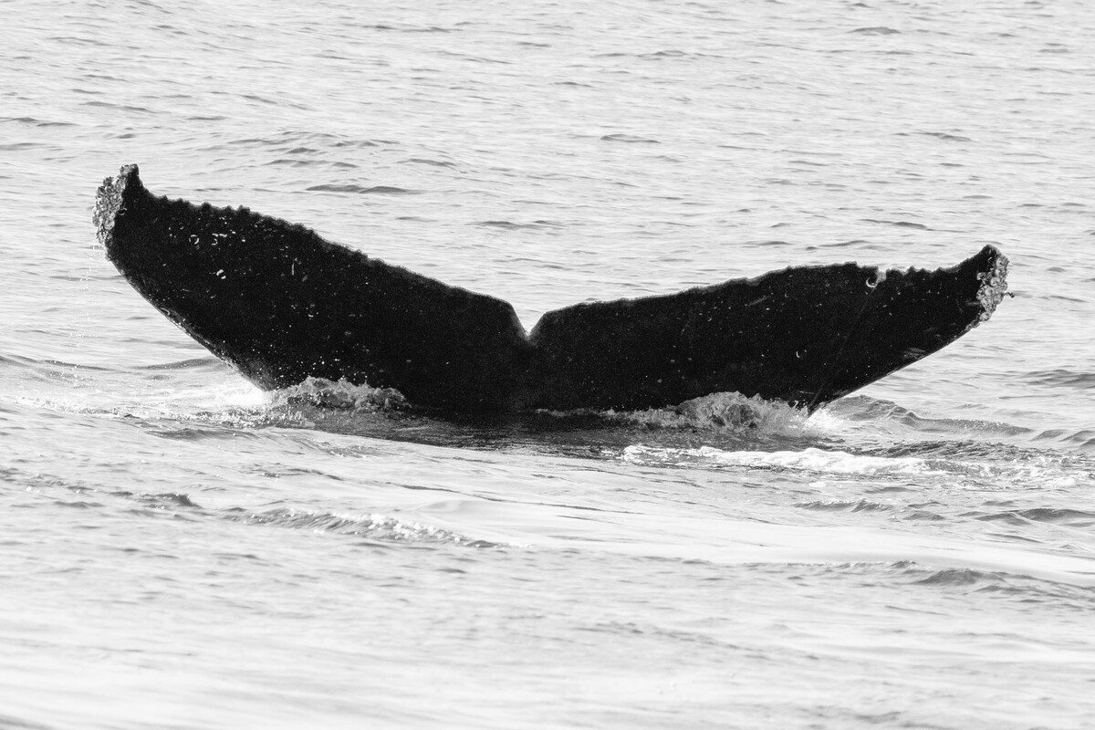 Fluke of Finn (Oceanic Society)