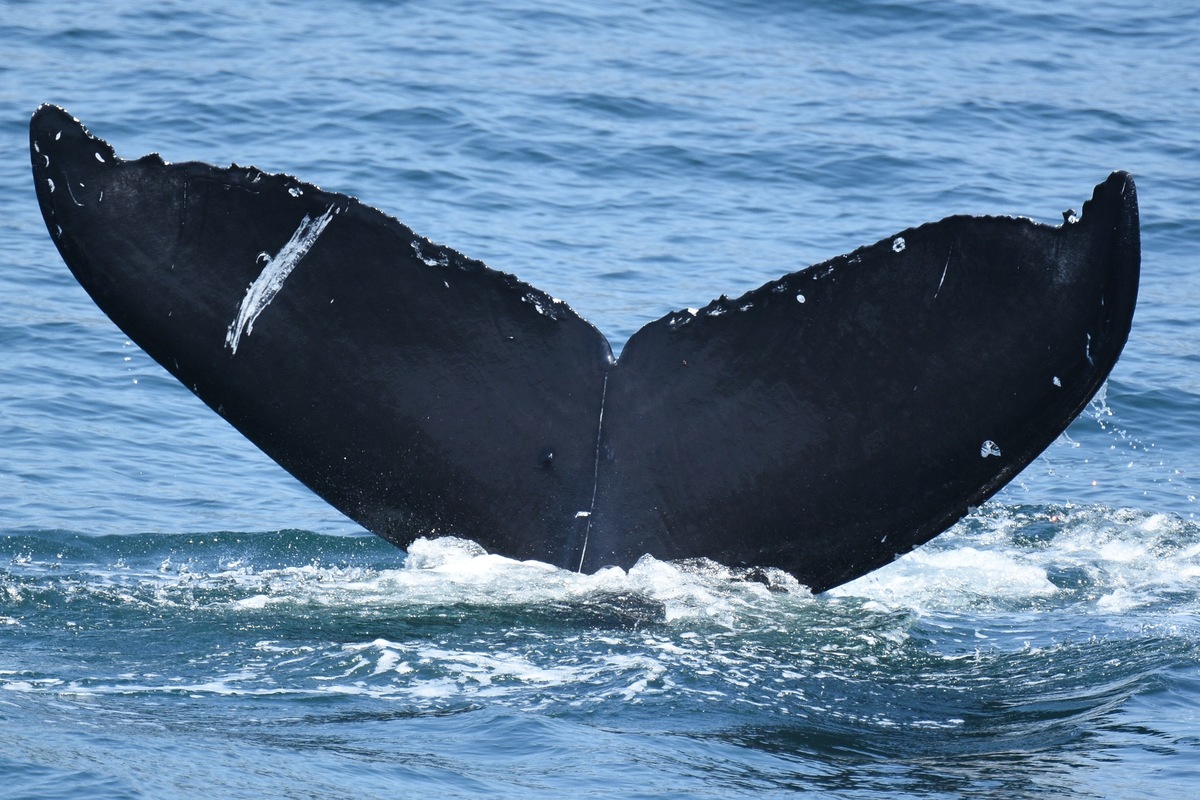 Fluke of Bolt (California)