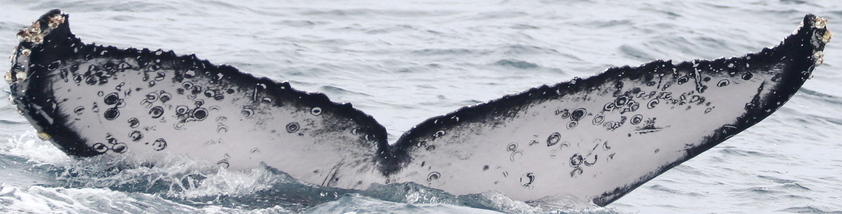 Fluke of PWF-EC_6294