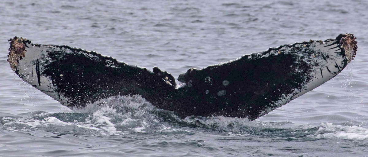Fluke of Bear (California)