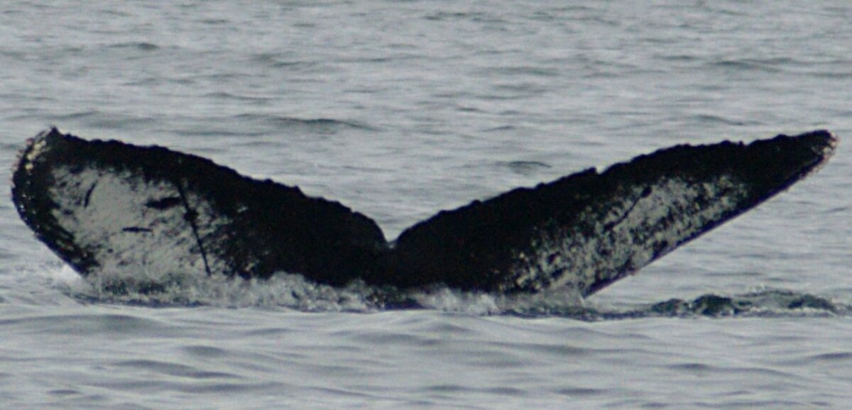 Fluke of CRC-11109