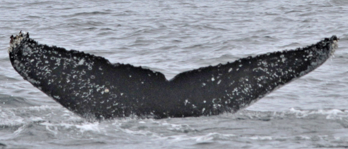 Fluke of CRC-17128