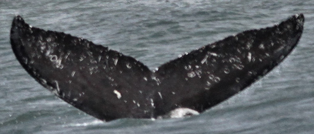 Fluke of Pat (TMMC)