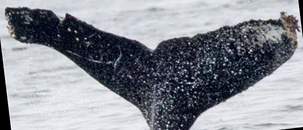 Fluke of CRC-12469