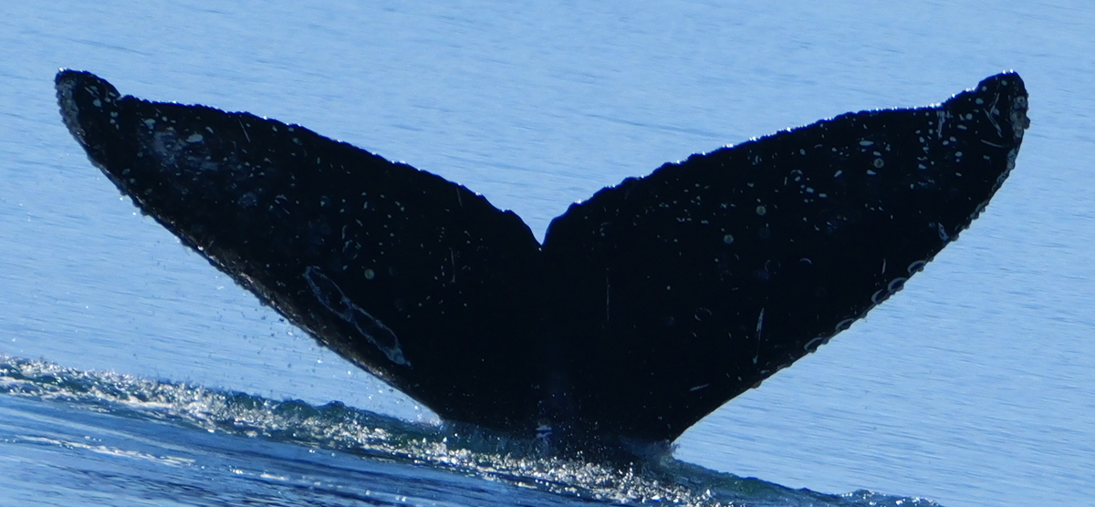 Fluke of 2017 calf of Hydra