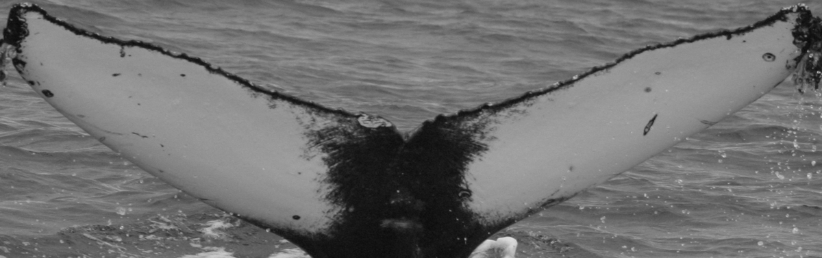 Fluke of Pallid