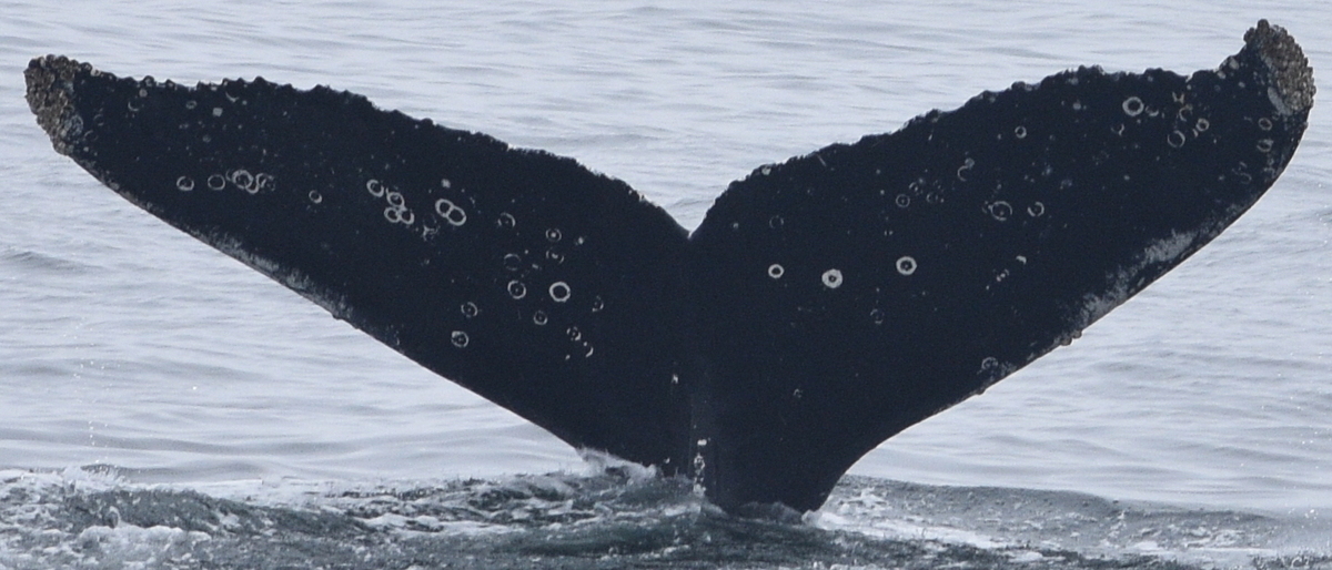 Fluke of CRC-11833