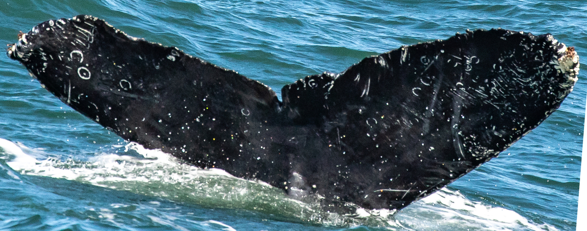Fluke of Mordititas (Cabo)