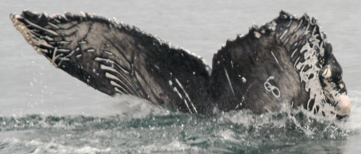 Fluke of HW-MN0501400
