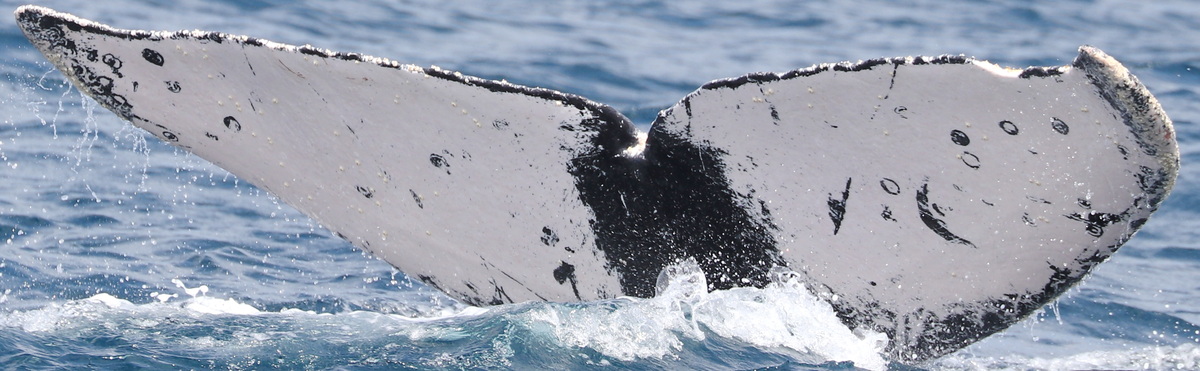 Fluke of PWF-EC_6417