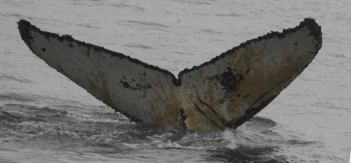 Fluke of PWF-EC_6433