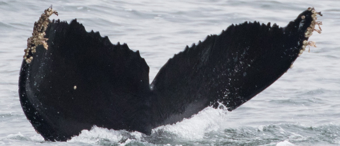 Fluke of CRC-11827