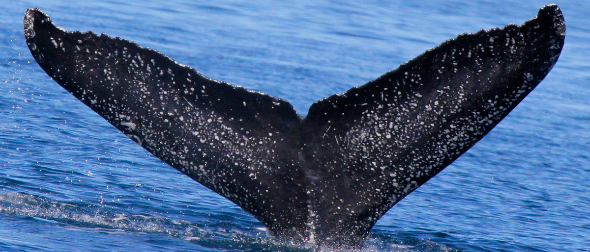 Fluke of CRC-17016