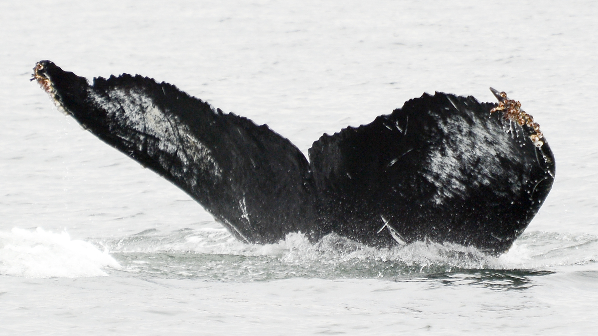 Fluke of CRC-16558