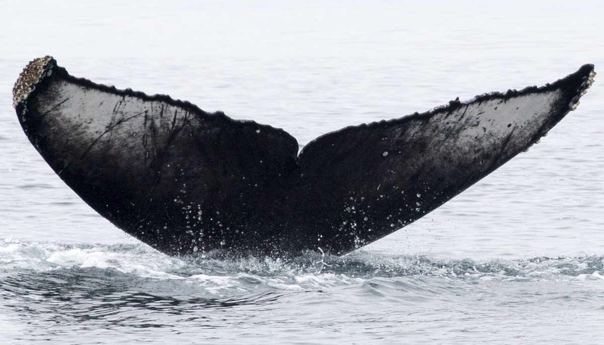 Fluke of CRC-16494