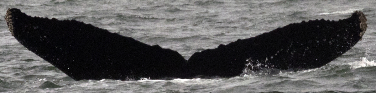 Fluke of CRC-12544