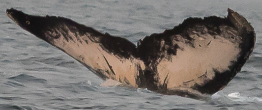 Fluke of Alto (Salish Sea)
