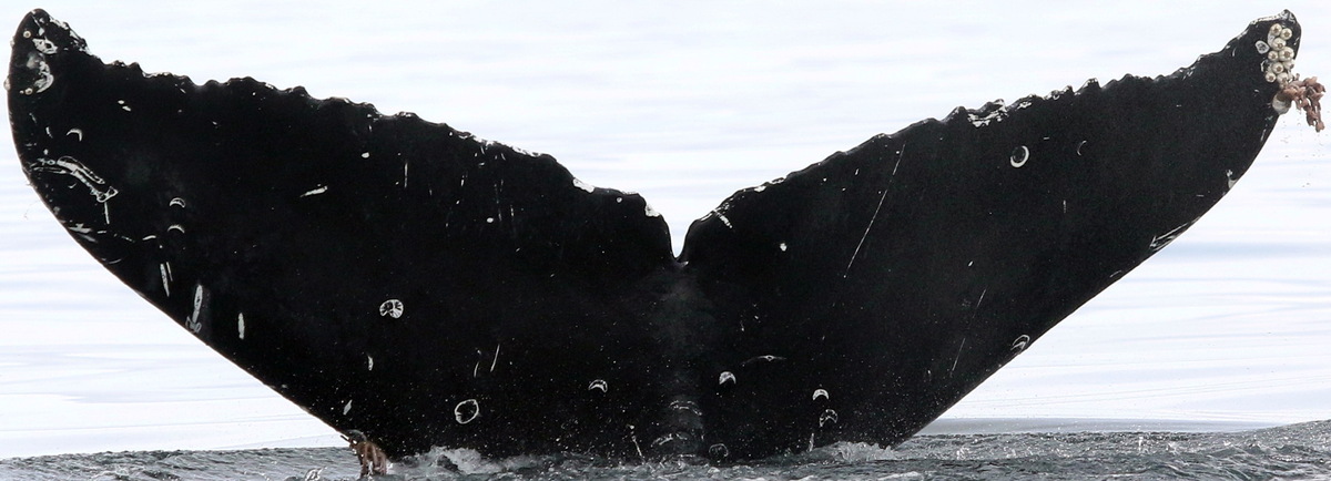 Fluke of Windsock (Salish Sea)