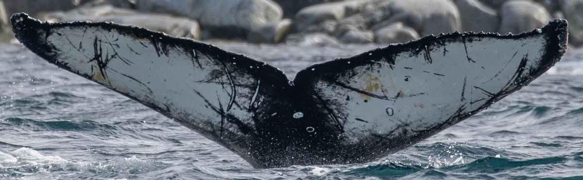 Fluke of HW-MN1305236