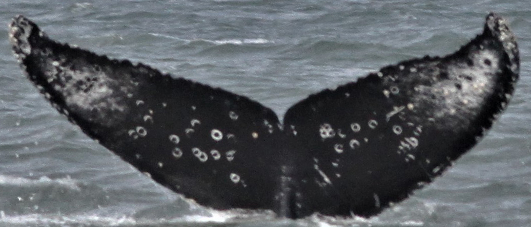 Fluke of Gator (California)